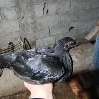 مرغ و خروس مینیاتوری بالغ|پرنده|حویق, |دیوار