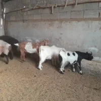 بز ابستن|حیوانات مزرعه|بندر گناوه, |دیوار