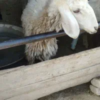 بره ماده فروشی نیم گوشت