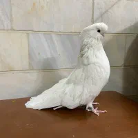کبوتر نر نوک قنار ضمانتی|پرنده|اردکان, |دیوار