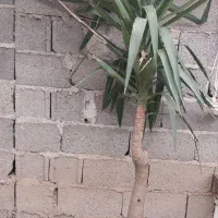 گل یوکا برای فروش