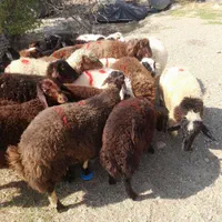 جلو خونه گوسفند با باسکول دیجیتالی زنده