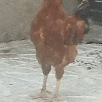 لاری