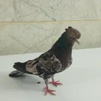 کفتر سرور کلکسیونی