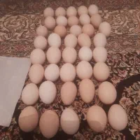 تخم مرغ کردی نطفه دار