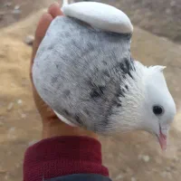 طوقی|پرنده|جیرفت, |دیوار