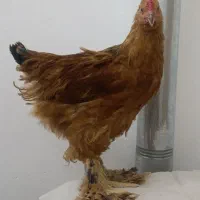 نیمچه برهما