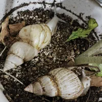 خزنده (معاوضه هم میکنم)