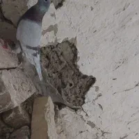 کبوتر|پرنده|قشم, |دیوار