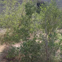 فروش زمین باغی۴۰۰ مترروستایی شهوار|فروش زمین و ملک کلنگی|میناب, |دیوار