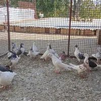 کبوترپرشی ورنگی|پرنده|ابهر, |دیوار