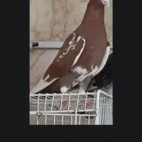 کارل میلومنز