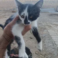 بچه گربه تربیت شده با ادب