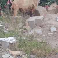 بازدید حمیدیه