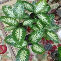 گلهای زیبا و شاداب