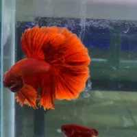 فایترباز (مرجع اصلی ماهی فایتر)تک و عمده|ماهی|تهران, بلورسازی|دیوار