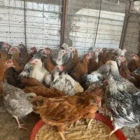 جوجه محلی اصل چهار ماه|حیوانات مزرعه|رفسنجان, |دیوار