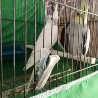 عروس هلندی|پرنده|اقبالیه, |دیوار