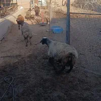 میش چاق