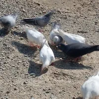 15تا کبوتر بیشترشان سفید هستن 4ملیون