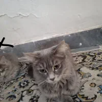 بچه گربه ملوس|گربه|سهند, |دیوار