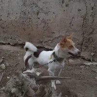 سگ نگهبان