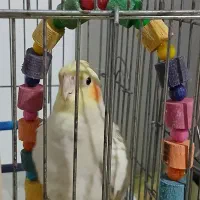 فروش عروس هلندی ماده|پرنده|بندر انزلی, سید آسیه|دیوار