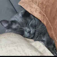 گربه نژاد دار اصیل زیر قیمت|گربه|ارومیه, |دیوار