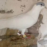 کبوتر افغانی نر مست