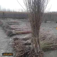 پسته پیوندی/ نیگرا/ بادام تونو/ فرانسیس