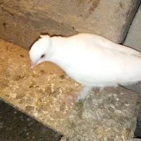 سه عدد کبوتر ۵۰۰|پرنده|میناب, |دیوار