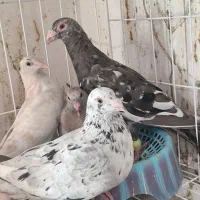 کفتر سرور|پرنده|شیراز, نصر|دیوار