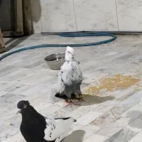 جوجه دم سبز زیرزوقفل