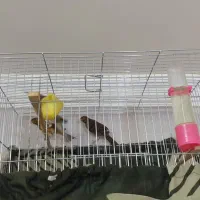 قناری نر بخون