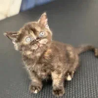 گربه بریتیش|گربه|گنبد کاووس, |دیوار