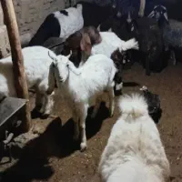 بره  بزغاله  فروشی