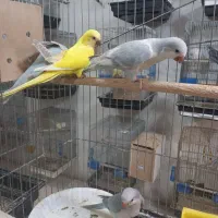 راهب فول دستی|پرنده|کاشان, فاز ۲ ناجی آباد|دیوار