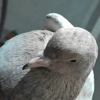 کله ای برنجی|پرنده|خرمشهر, |دیوار