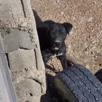 توله پیت بول مشکی اصیل|سگ|شاهینشهر, بوستان حافظ|دیوار