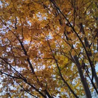 کارت ملی گم شده بنام محمدعلی یوسفوند