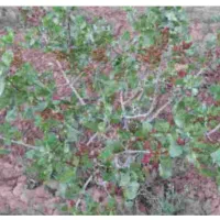 فروش-باغچه-ویلا-700-متر-در-مامونیه-متری-3000000