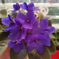 بنفشه آفریقایی