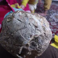 سنگ فسیل|کلکسیون اشیاء عتیقه|دلبران, |دیوار