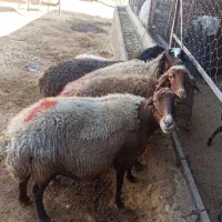 میش بره|حیوانات مزرعه|کوهدشت, |دیوار