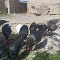 بقلمون|حیوانات مزرعه|تربت جام, پاسداران|دیوار