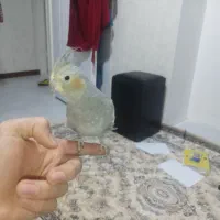 عروس هلندی فول دستی معاوضه با برزیلی