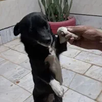 سگ...|سگ|مشهد, خرم آباد|دیوار