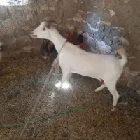 فروش بز چاق ابستن ۴ ماه