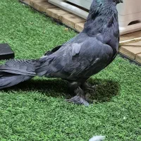 کفتر سیاه پر