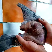 سرور. زرد. تهرانی پرشی|پرنده|مبارکه, |دیوار